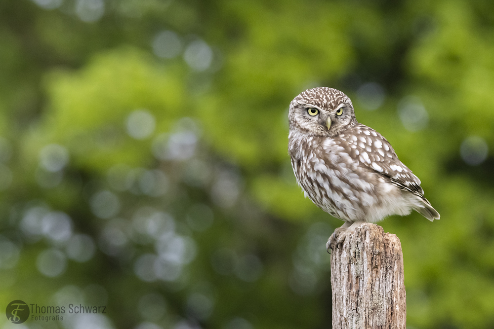 Where is my mouse?

#steinkauz #eule #owl #athenenoctua #birdphotography #zeitweise #teutoburgerwald #wildlife #birdlife #canondeutschland #birdwatching #canoneosr7 #canon #canonphoto #photography #nature #naturfotografie