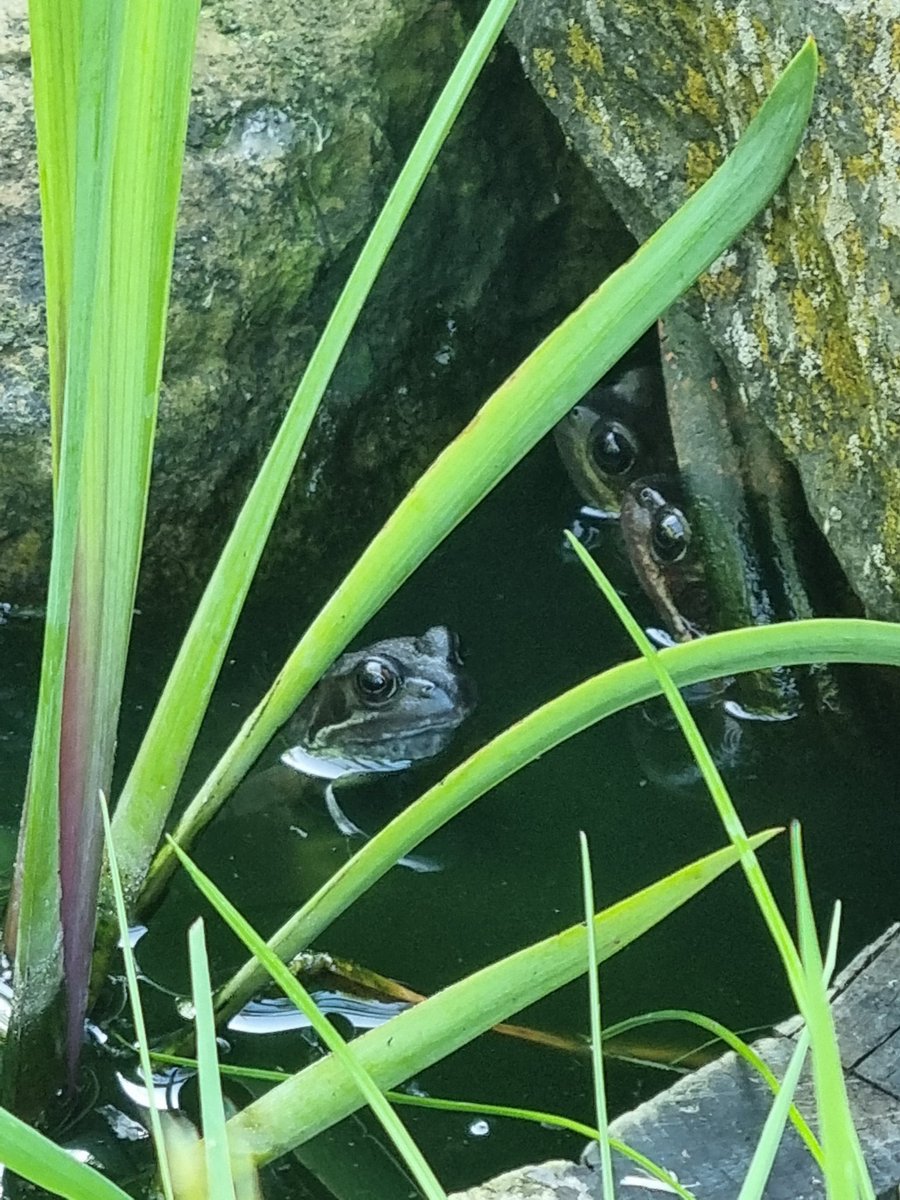 sophiephilpott1's tweet image. Just counted SEVEN frogs in my #minipond SEVEN

I was struggling to workout how to chill out after a stressful day. The answer was to lie on my lawn and watch the frogs