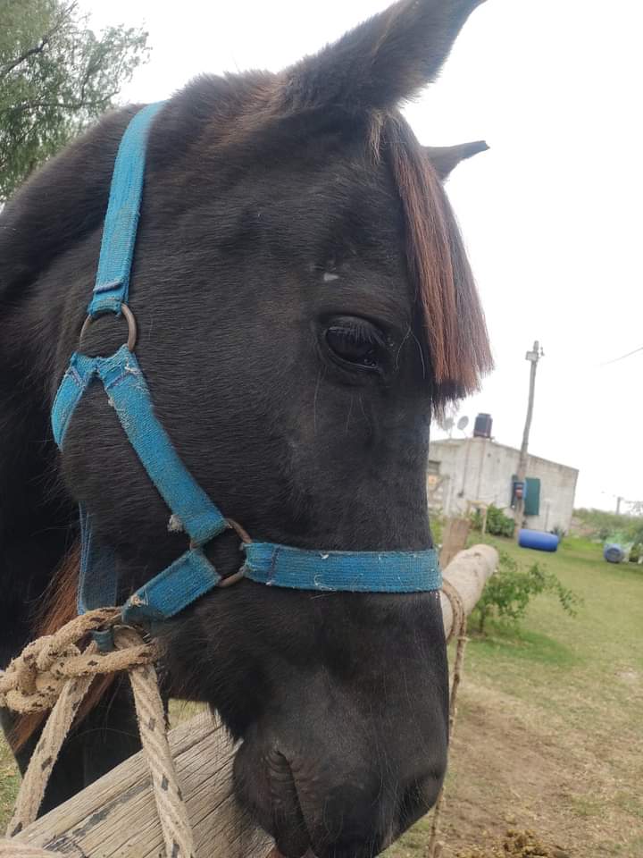 LiberacionONG's tweet photo. ⚠️⚠️URGENTE!⚠️⚠️

HEMOS SIDO VICTIMAS DE UN HECHO LAMENTABLE!!!

El día viernes han entrado a nuestro predio y nos han robado tres caballos: Paloma, Bola de Nieve y Flaco.

Anoche nos han vuelto a robar: Beltran, Spirit y Lorenza. https://t.co/O0RWFGyzWB