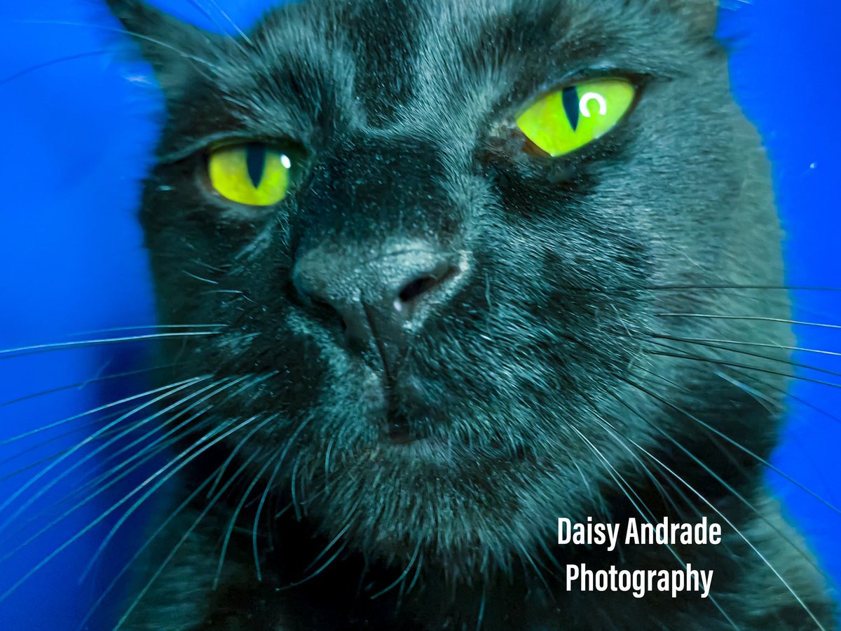 Moses Portraits 📷🤍🐈‍⬛🖤 #daisyandradephotography #Moses #teddybear #blackcatsrule #blackcat #kingkong #catmodel #furbabies #catportrait #aroundtheworld #California #trending #worldwide #abc7eyewitness #catphotoshoot #abc7community #studiotime #viral #catsoftheworld