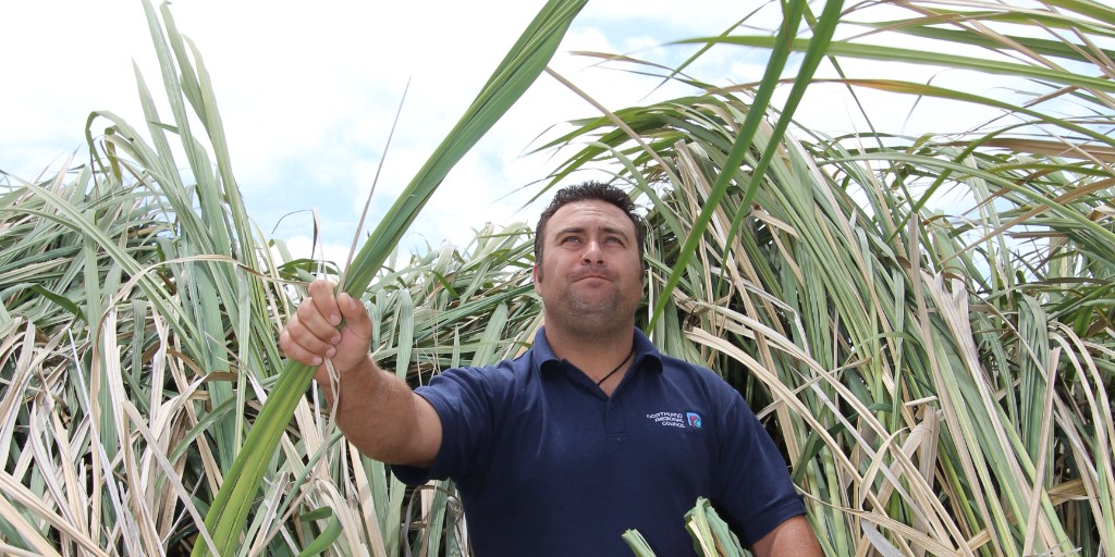 📰  Keep an eye out for new Manchurian wild rice infestations after flooding
Northlanders are being asked to keep an eye out for new patches of Manchurian wild rice grass within a formal ‘Eradication Zone’.

🔗Read the full story here: bit.ly/3ovFwV2