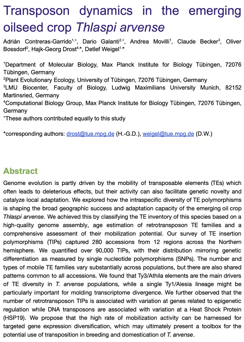 HajkDrost's tweet photo. Thrilled to be part of this wonderful transposon exploration of Thlaspi arvense with @aconga7,  @DarioGalanti, @aer_illi, Claude Becker, @OBossdorf &amp; @PlantEvolution! Curious to learn which TE family is most active in this emerging crop?  
👉https://t.co/zogpTkqOlH 
🌱🔥🧬 https://t.co/8dcp9Hu04T