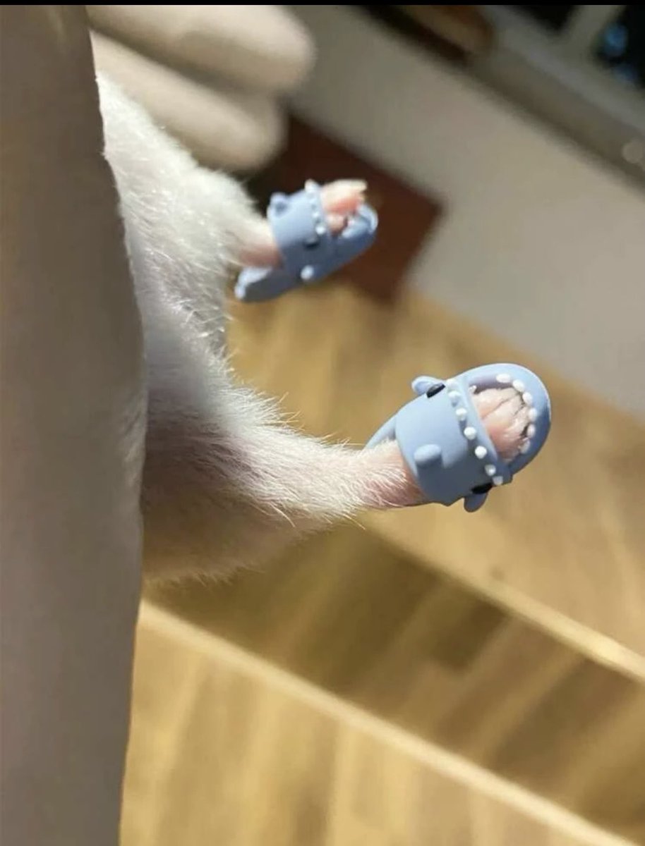 Missy Martinez On Twitter When He Asks For Feet Pics missy-martinez-on-twitter-when-he-asks-for-feet-pics