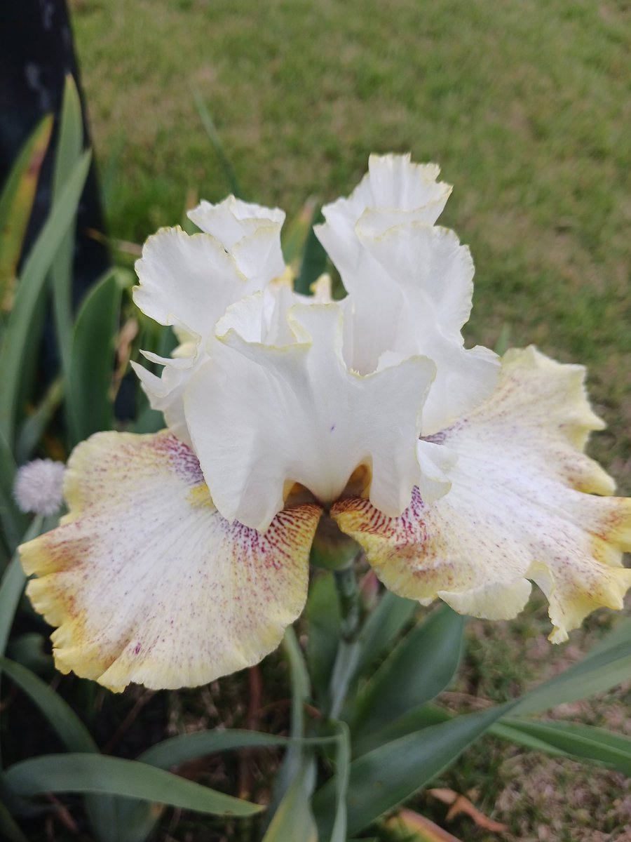 Beautiful irs in my yard that God growing