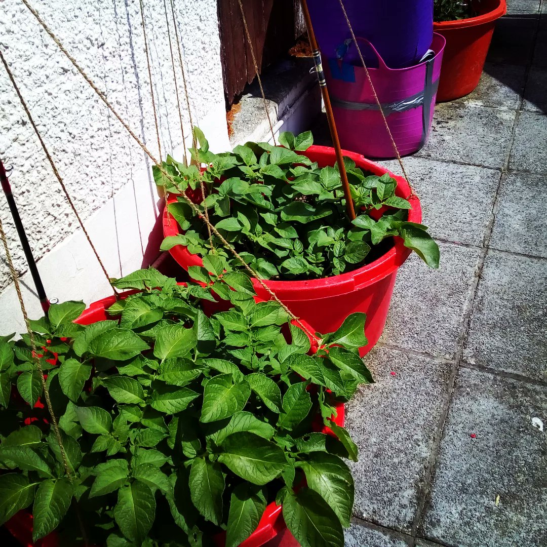 Nice bit of growth in the side garden #growyourown #raisedbeds #growinggood #veg #gardening