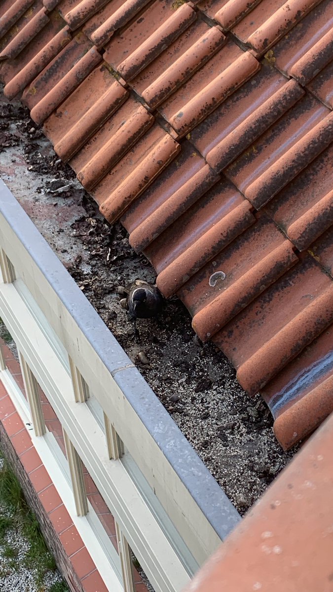 janlevel_'s tweet image. Meet Carl, my gutter crow friend, who I feed seeds to and comes by for breakfast and dinner every day