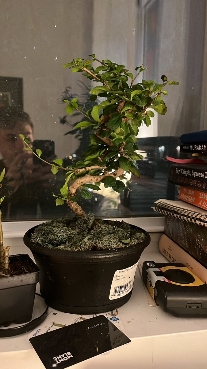 Really big career update from me. I now own this bonsai tree and will be postponing all creative and professional projects to make time for pruning. Thanks! 🌳