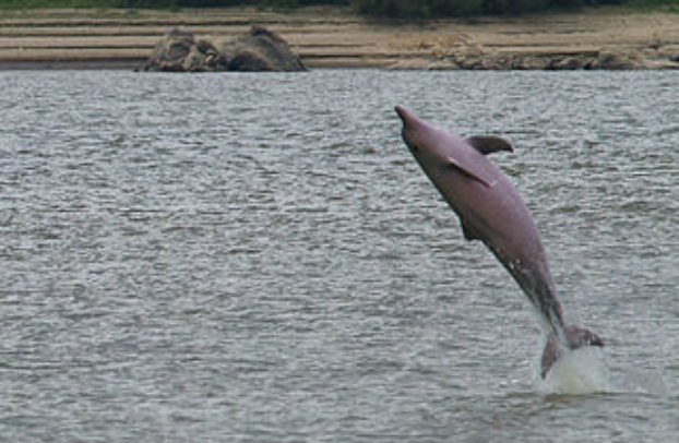 The Tucuxi (pronounced ‘too-koo-shee’) is also known as the Estuarine dolphin, or sometimes, Sotalia, from its scientific name of Sotalia fluviatilis. There are two sub-species of Tucuxi.  buff.ly/43phiLa