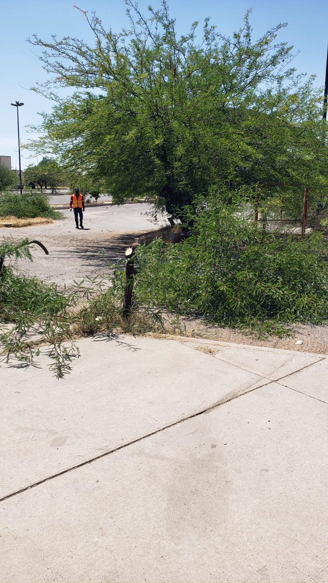 en el Gimnasio Ana Guevara de la Cuauhtémoc están talando árboles
van a decir que estaban enfermos???
¡¡¡no se puede permitir esto!!!
NOS FALTAN ARBOLES Y UNOS INDIVIDUOS TALANDOLOS POR INSTRUCCION DE "QUIEN SABE"
<a href="/tonoastiazaran/">Antonio Astiazarán</a> <a href="/HermosilloGob/">Gobierno de Hermosillo</a> <a href="/servpublicoshmo/">Servicios Públicos Municipales</a> @CIDUE_HMO