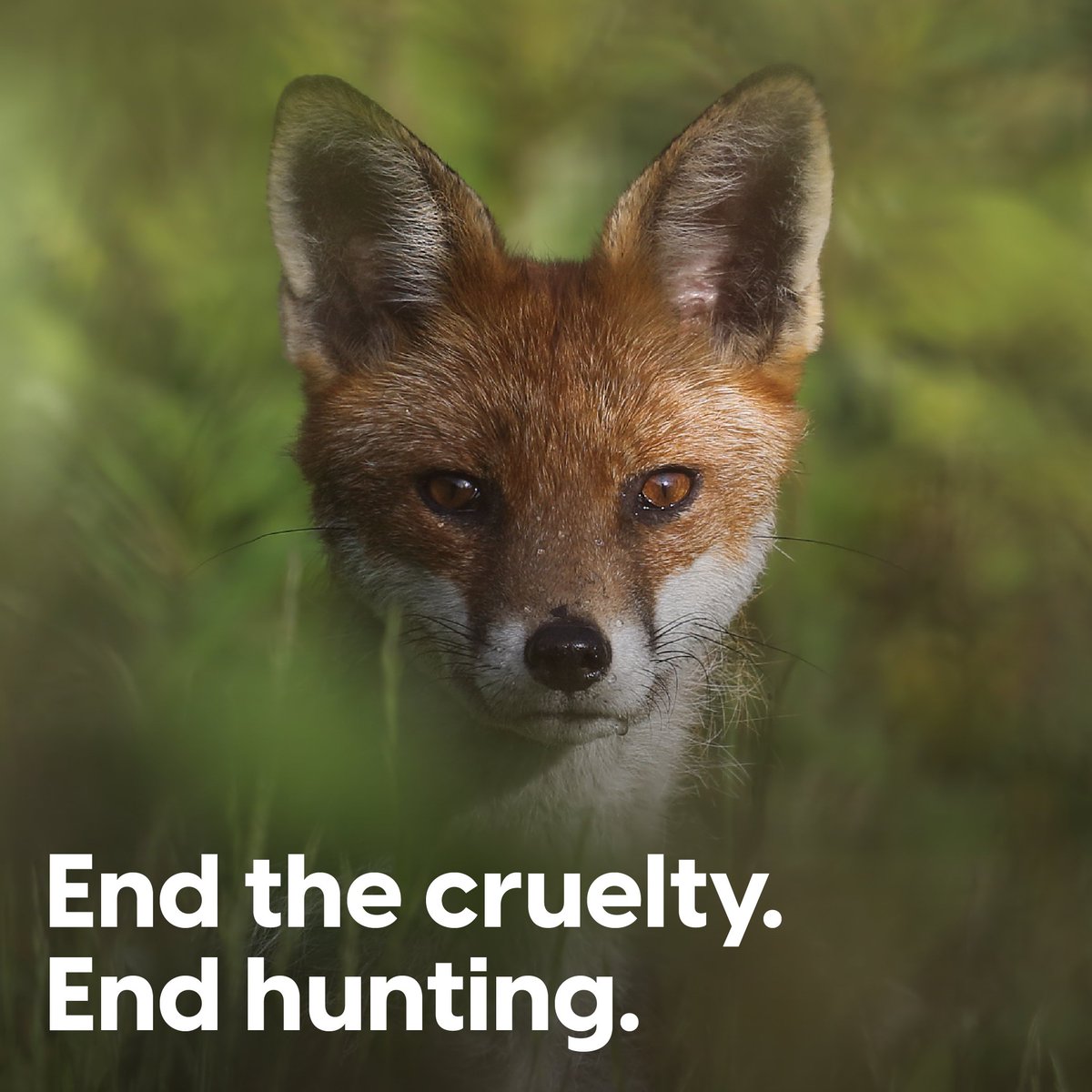 Sign our petition calling for a proper ban on all hunting with hounds⬇️ 

protectthewild.org.uk/our-campaigns/…