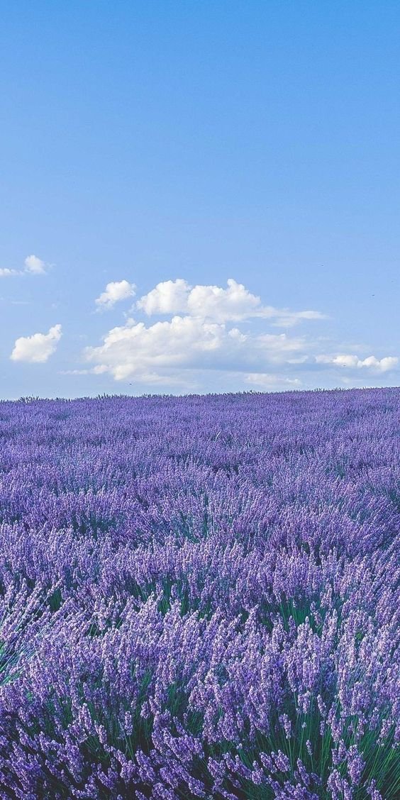 lavieestbelIe's tweet image. Lavender