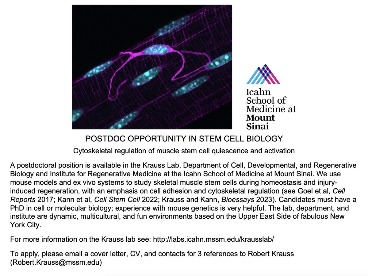 🗣🎙WE'RE HIRING! The Krauss lab is recruiting a postdoc to study cytoskeletal regulation in muscle stem cell quiescence and activation. The community at <a href="/IcahnMountSinai/">Icahn School of Medicine at Mount Sinai</a> is vibrant, collaborative, and passionate!

Please RT and share with colleagues🤩