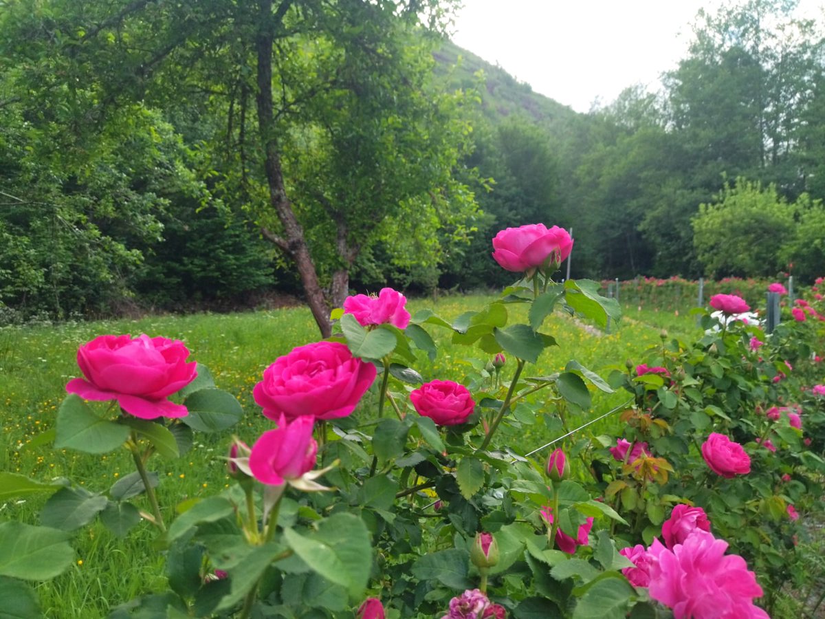 santicsic's tweet photo. 🌹Gran repercusión al hacer pública la colaboración https://t.co/y0b0qQ0mOw con @Givaudan para ver las posibilidades de explotación de Rosa Narcea. Estamos en la 3ª semana de cosecha e ilusionados con ofrecer una alternativa real para una zona despoblada #ALCINDER @mbg_csic @CSIC https://t.co/g5vUYSw6jD