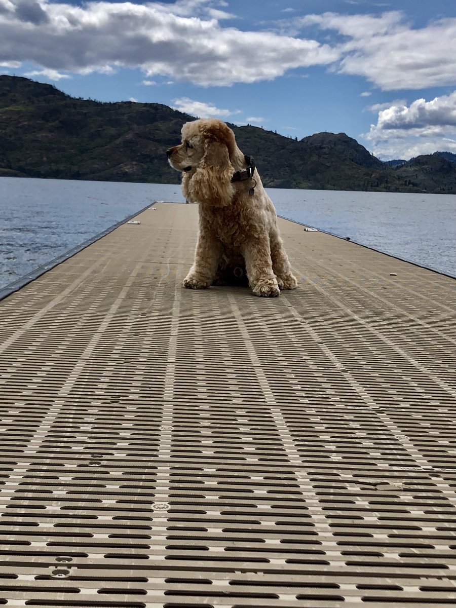 The cocker is taking his devotee for a tour of Peachland in British Columbia’s Okanogan Valley.