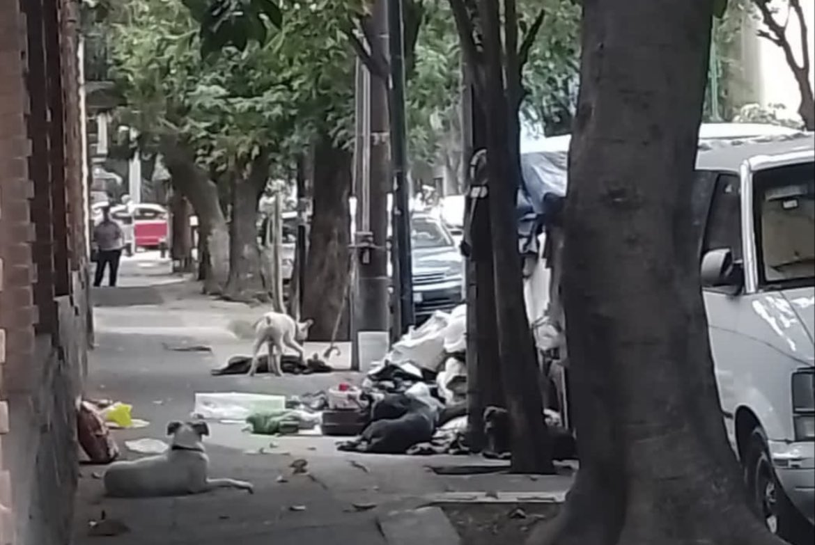 TONOSORIANO's tweet photo. @PAOTmx @SandraCuevas_  maltrato animal en Santa María la Ribera https://t.co/7G9VMMhccy