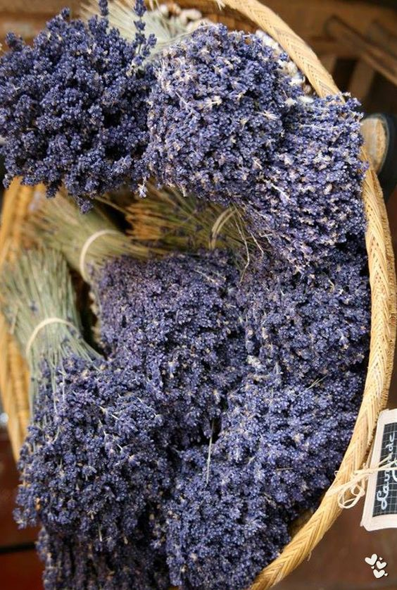 lavieestbelIe's tweet image. Lavender