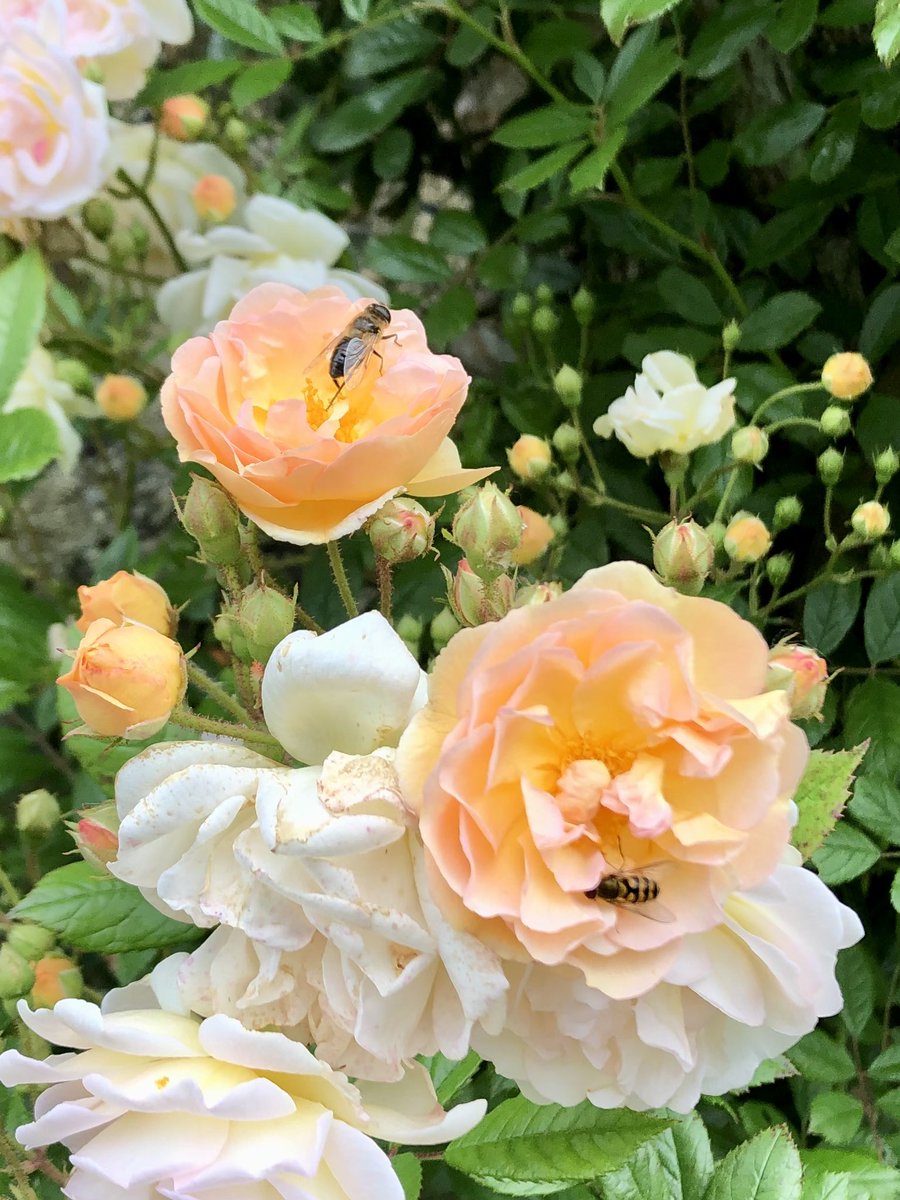 PennAllenwrites's tweet photo. Ghislaine de Feligonde, whose name is almost as lovely as she, is happily flowering at last. Like me the roses have been longing for a bit of decent sunshine to help them bloom. #RoseWednesday #GardeningTwitter #mygarden #loveroses #swfrance #TheLostGardenOfLoughrigg https://t.co/IE15WNg74H