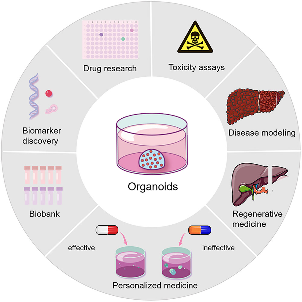 Stay updated on the current status and biomedical applications of #organoids with this review! 📝  

The authors focus on the applications of organoids in basic biology and clinical research and highlight their limitations and future perspectives. 

✅ bit.ly/3Mvkyhg