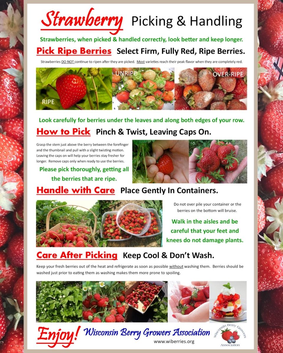 Here's a guide from WI Berries & Veggies for strawberry picking & handling, which can also be found on wiberries.org/Resources to download and print off! 🍓#berrypicking #strawberries #strawberry #berryseason #upick #pickyourown #wisconsin #wisconsinag #wisconsinagriculture