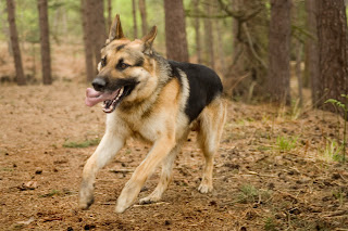 German Shepherd Dog is highly intelligent

puppyloveandme.com/p/german-sheph…

#germanshepherd #smartdogs #dog