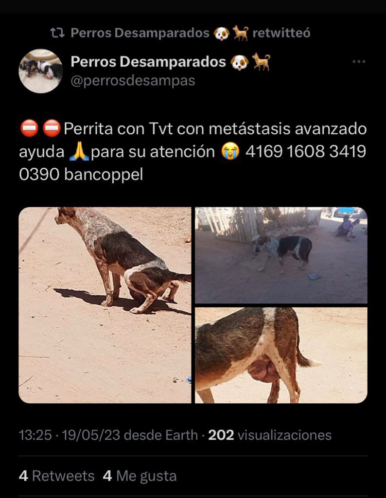 sarahiso's tweet photo. Que alguien le diga  a José Manuel Gonzalez Pineda de la cuenta en Twitter @refgiopet que no importa que se cambie el nombre, sabemos que se roba los casos y las fotos y pide dinero NO CAIGAN apoyenme con RT. Este caso es originalmente de los cabos pero nos tiene bloqueadas https://t.co/yLUZlvLzez