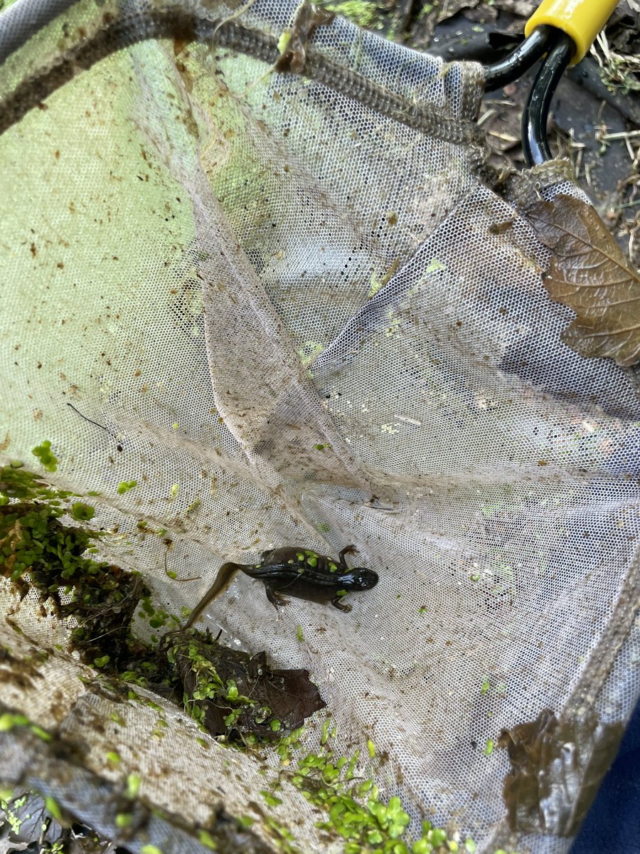 NWCEarlyYears's tweet photo. We had a wonderful visit to the school pond this afternoon. The highlight was finding lots of newts! #ponddipping #EYFS #OutdoorActivities https://t.co/pnuopUOzT3