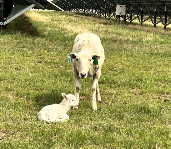 CapstoneCSE's tweet photo. Meet the newest member of the team at our 132MW Claresholm #Solar farm - "Sunshine" joins a herd of 1.5k grazing onsite, expected to reach 2,500 by end of season 

#Solar #RenewableEnergy https://t.co/qTLQ4jx1OO