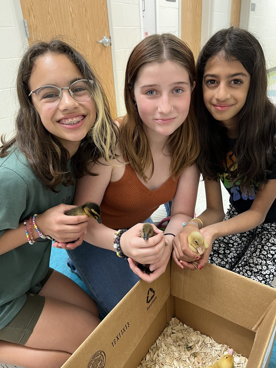 6th grade students are feeling happy-go-ducky as they share their duckling presentations with other classes.