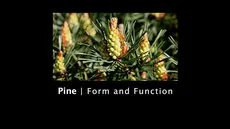 Pine is an interesting essence for those wanting to break free from the past to find a different story for the future. 

Pine reveals the way markers of a life journey that help to untangle and straighten out the emotions held within past experiences. 
buff.ly/30OBIzt