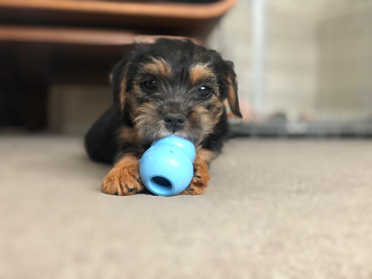 2 year gotcha anniversary yesterday. Hoomum and Hoodad can’t believe I was that cute 🙃🐾🐿️😘🐾 #BTPosse