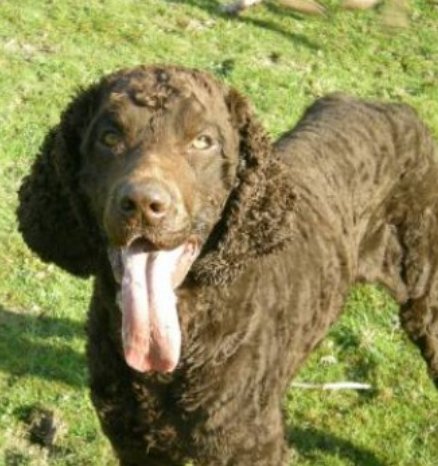 MURPHY #SpanielHour

Male #IrishWaterSpaniel Young Adult Brown

#Missing 29 Apr 2010 #MountainAsh #Wales CF45 two pictures one after clipped

doglost.co.uk/dog-blog.php?d…