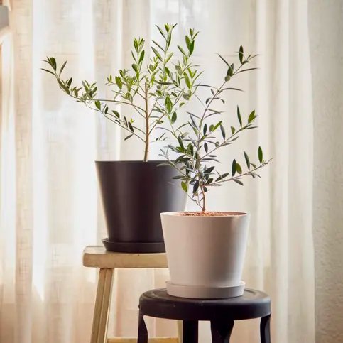 NEW ARRIVAL: Olive Tree🫒✨ Make your pinterest vision board come to life with this trending plant.

Shop here: bloomscape.com/product/olive-…