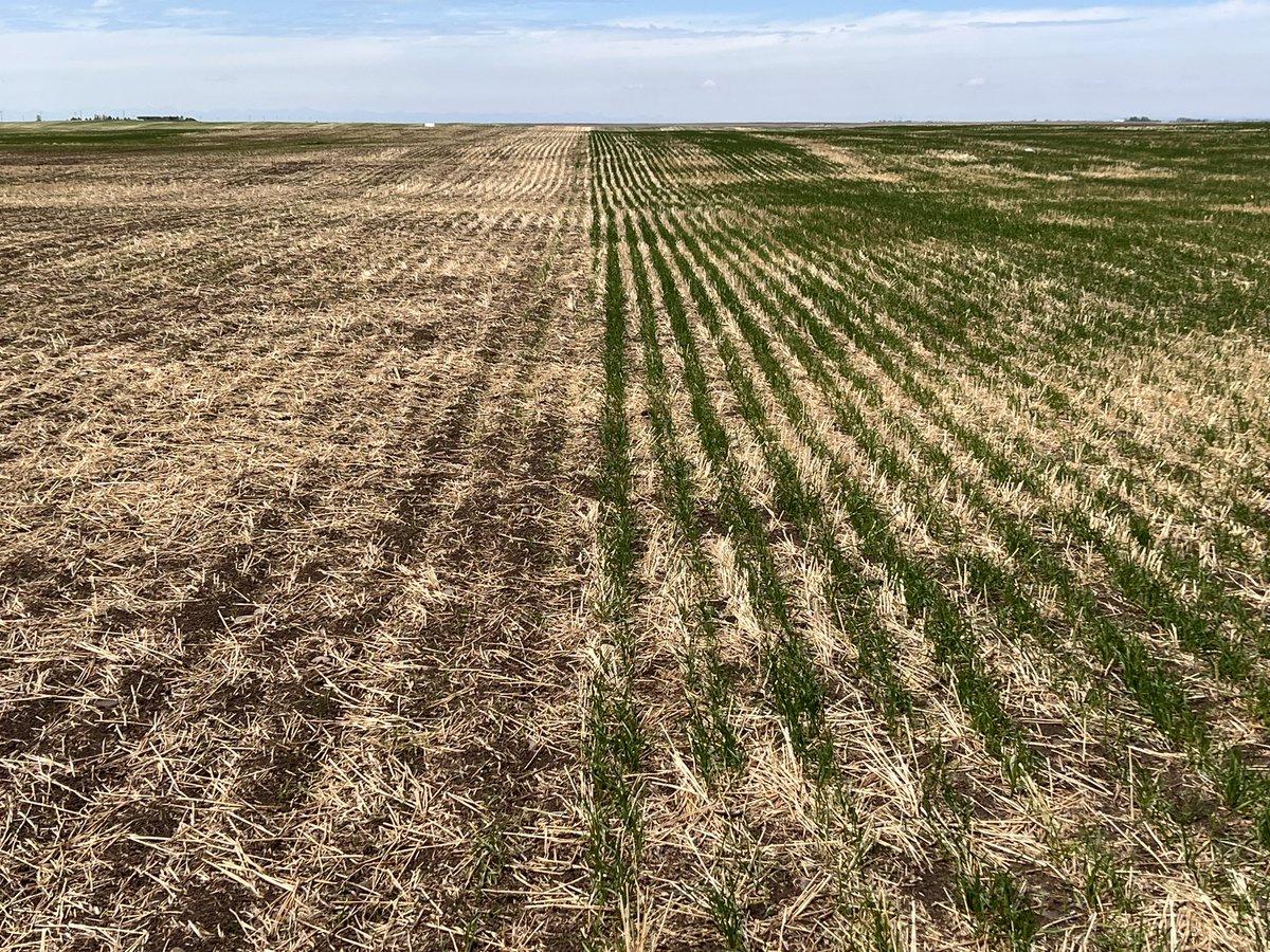 PremiumAg's tweet photo. Old bin run seed can deteriorate in the bin. Old bin bottom seed used to finish up fields worked last year. Same seed this year on last 2 passes barely came up. #agronomy A great seed test is worth it every time! Can't manage what you don't measure. https://t.co/7tXQlPmDOs