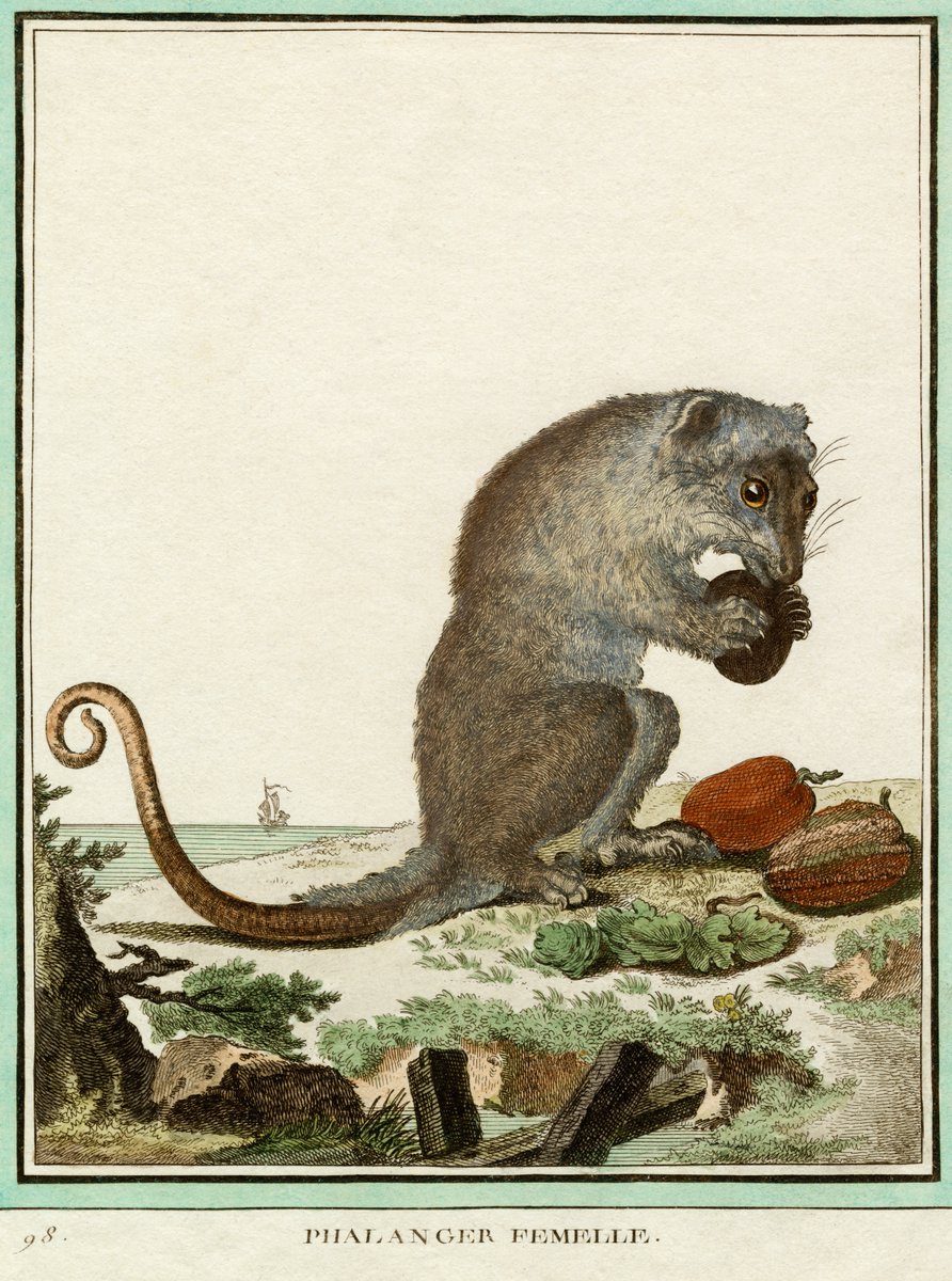 TerenceKerr5's tweet photo. Feasting female phalanger possum or phalanger femelle. Engraving created in 1700s for French naturalist, Georges-Louis Leclerc, Comte de Buffon (1707-1788):
https://t.co/yDxXKdQKfJ #NaturalHistory #ComteDeBuffon #possums https://t.co/NUq0M3Ylrf