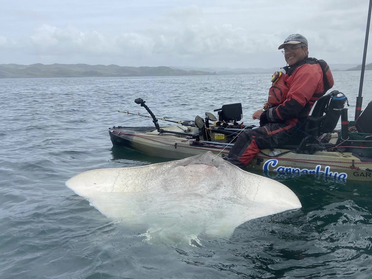 CarperblueF's tweet photo. One of 27 skate caught on our recent trip to Scotland 🏴󠁧󠁢󠁳󠁣󠁴󠁿 #skate #skatefishing #ukkayakfishing #seafishing #scotland #hobieoutback https://t.co/NbWHah5sKo