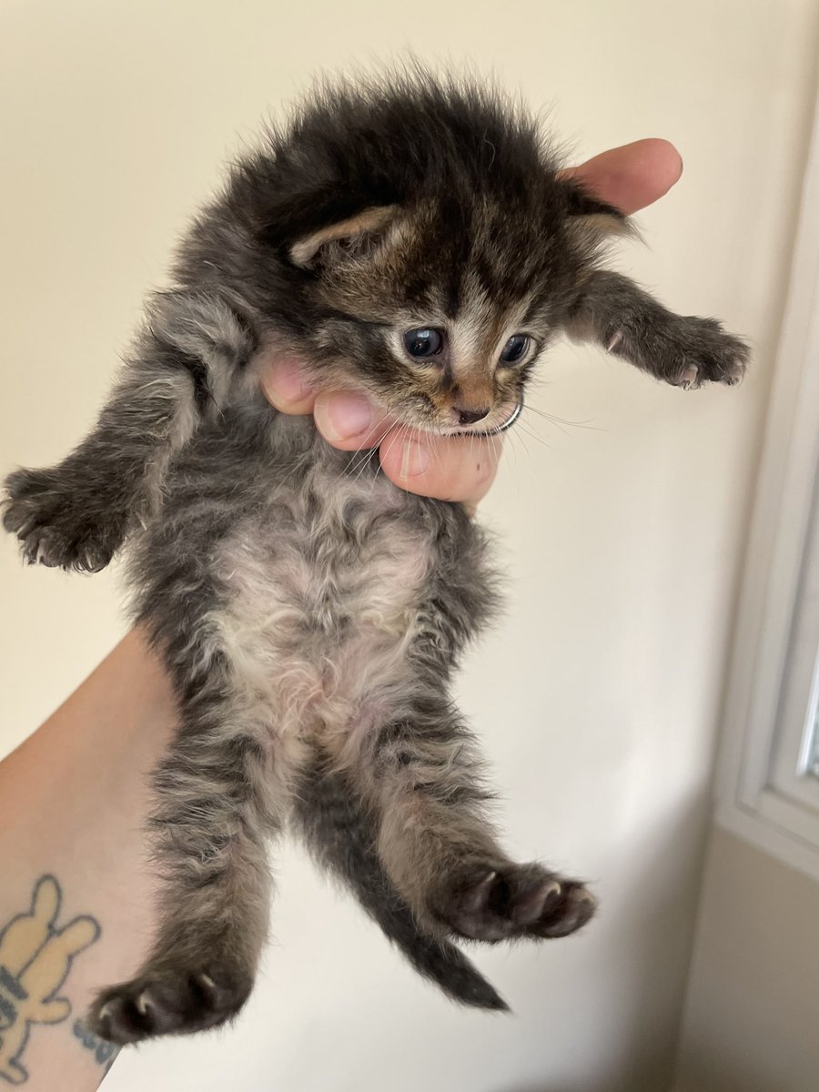 Tom Basgen, Mr. Saint Paul tweet media