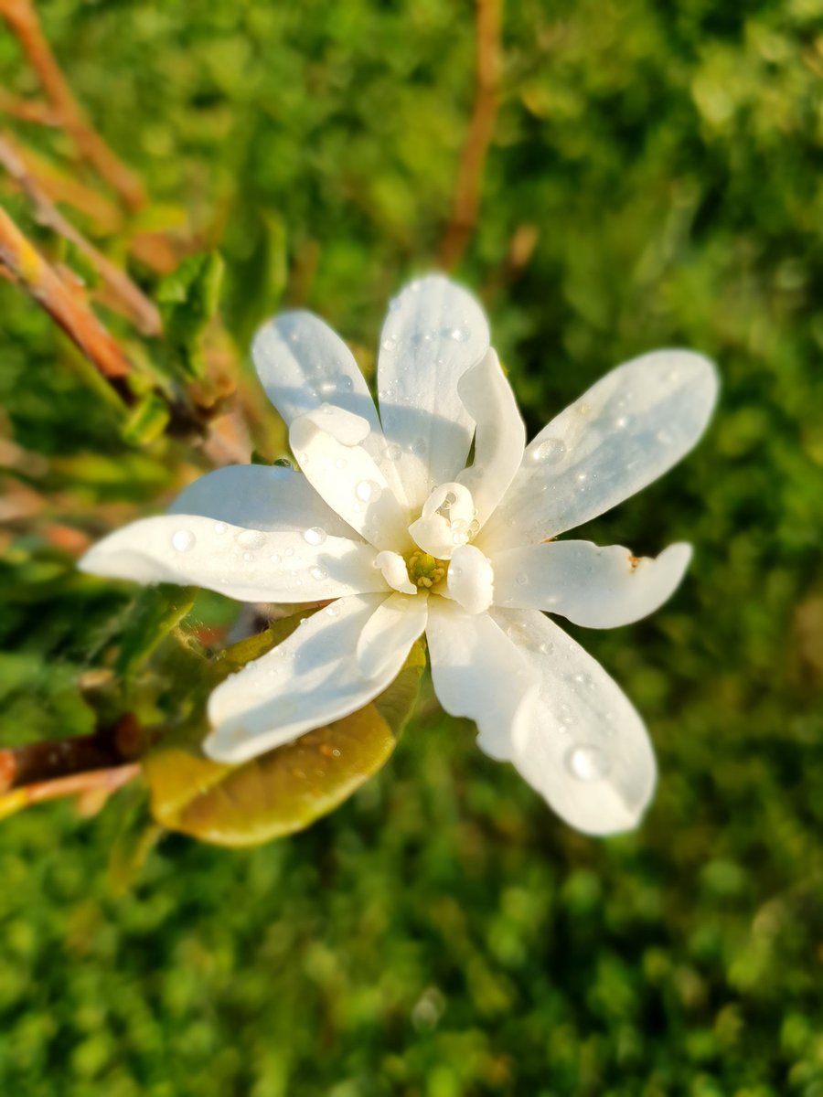 Omapiha-amatööri innoissaan kun saa #magnolia kukkimaan 🤩
#kesä #sormetmullassa #kukat