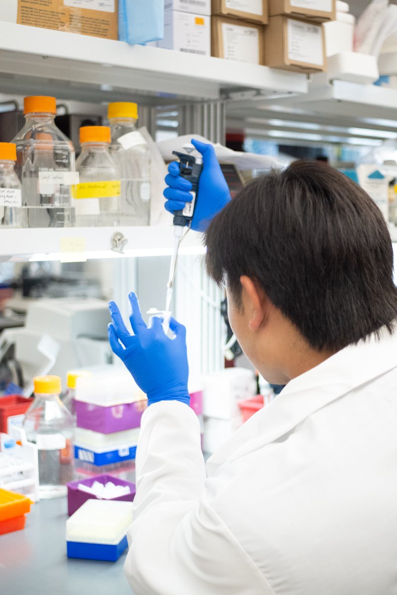 SanDiegoBiomed's tweet image. Albert working on the bench in the Binley Lab! @sd_biomedical instagram.com/p/Csovfg1v8gv/…