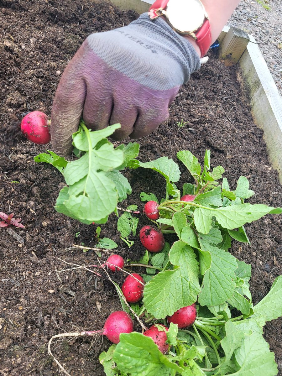 OT_Nuala (@nuala_canning) on Twitter photo The CFMHT allotment getting off to a good start this season. Excited to have <a href="/TCVtweets/">The Conservation Volunteers (TCV)</a> co-facilitating with us this year. #horticulture #forensicmentalhealth The CFMHT allotment getting off to a good start this season. Excited to have <a href="/TCVtweets/">The Conservation Volunteers (TCV)</a> co-facilitating with us this year. #horticulture #forensicmentalhealth