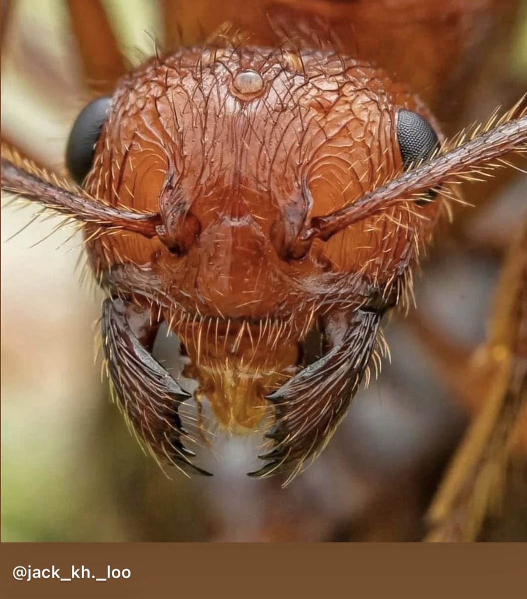 Insectguru's tweet photo. Ant colonies operate as superorganisms, their individual members acting like the cells of a single body. Complex behavior emerges from simple rules, which is a key interest in robotics research. #antlife #superorganism #natureisamazing #sciencefacts https://t.co/rV7hhdxb3x