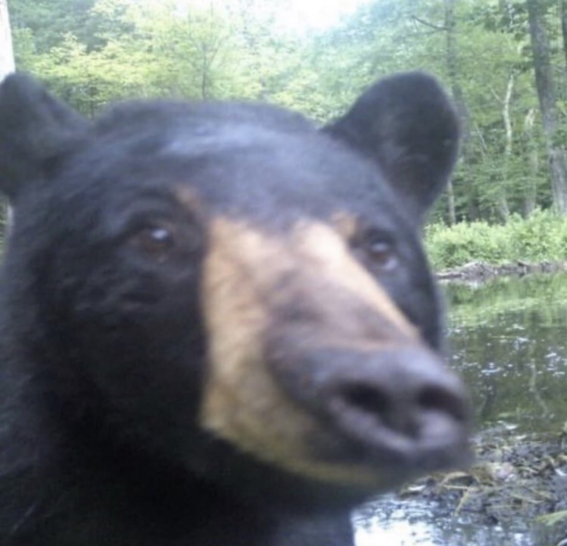 BearPosting's tweet photo. Splendid https://t.co/q3h7qhhfir