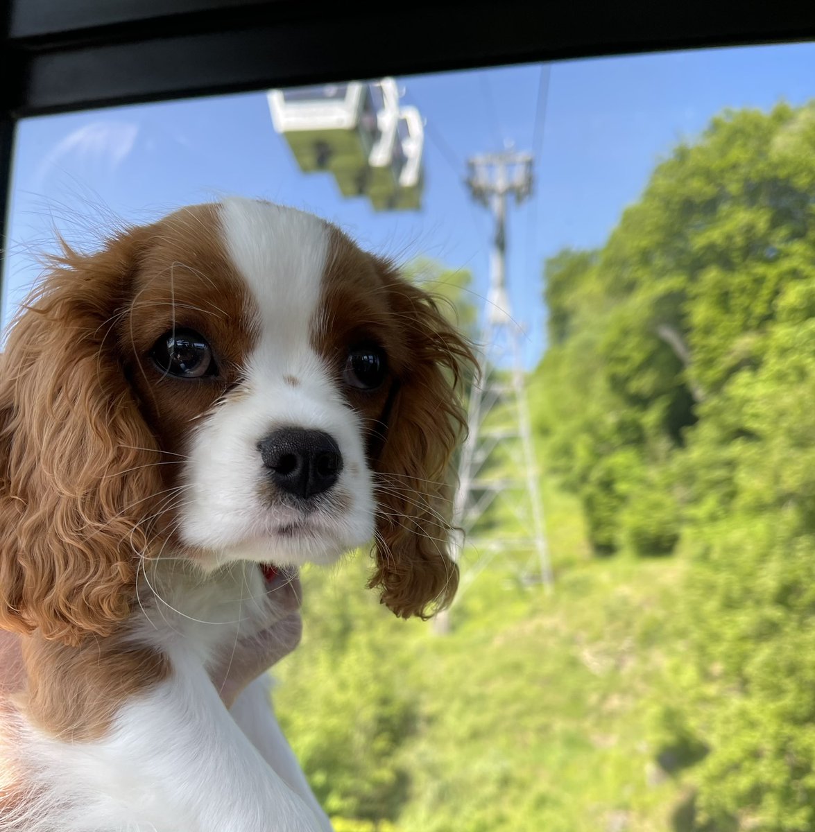 🐝 Honey had fun @Hts_of_Abraham She thought it was pawsome!!!!  #theheightsofabraham #heightsofabraham #matlockbath #inlovewithlocal #onourdoorstep #funplace #cablecar #cablecars #LocalAttraction #familyownedbusiness #visitderbyshire #visitengland #visitpeakdistrict