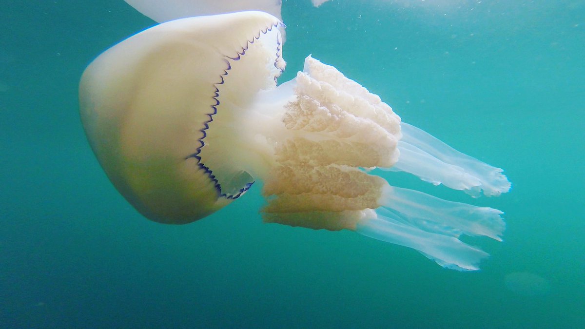 CarperblueF's tweet photo. Jelly fish. Beautiful or freaky? I like them! Took this snap as it passed under my kayak in Scotland #jelly #jellyfish #nature #naturelover #NaturePhotograhpy https://t.co/phoVWjXxOM