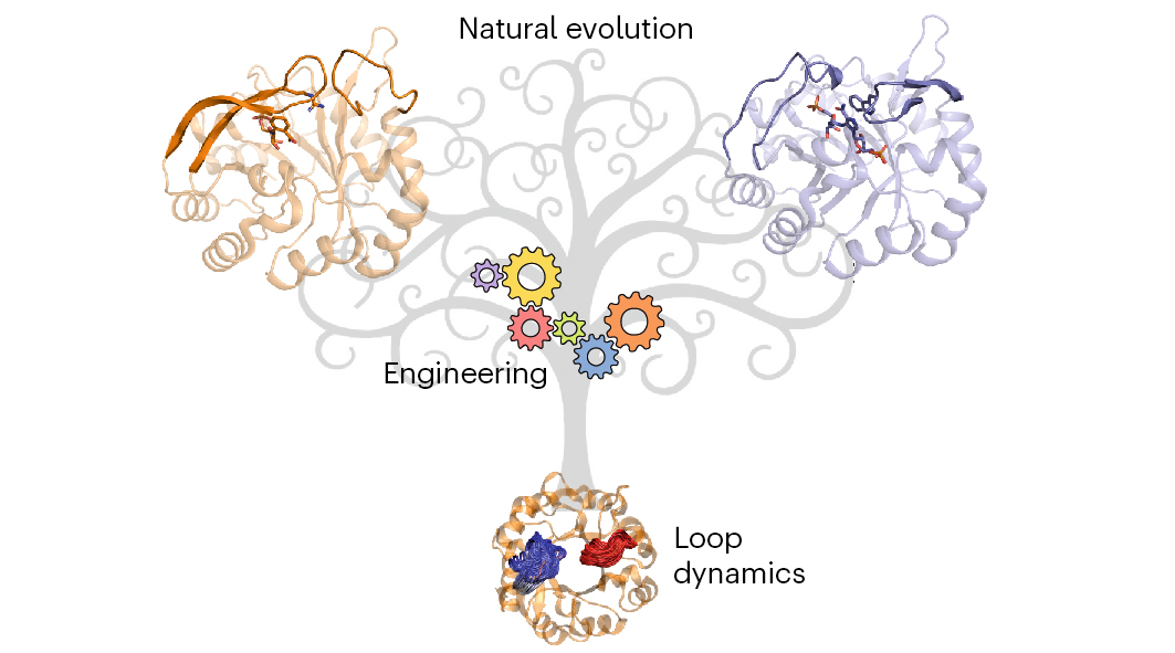 Nature Reviews Chemistry (@natrevchem) on Twitter photo Loop dynamics and the evolution of enzyme activity
nature.com/articles/s4157โฆ
A Review by Marina Corbella, Gaspar P. Pinto & Shina C. L. Kamerlin
<a href="/kamerlinlab/">Caroline Lynn Kamerlin ๐บ๐ธ๐ฌ๐ง๐ธ๐ช๐ฎ๐ท โ๏ธ ๐ช๐บ๐ฆ</a>, @corbellamorato, <a href="/GasparRPPP/">Gaspar P. Pinto</a>, <a href="/GT_CHEM/">GT (Bio)chemistry</a>, @UUBiochem Loop dynamics and the evolution of enzyme activity
nature.com/articles/s4157โฆ
A Review by Marina Corbella, Gaspar P. Pinto & Shina C. L. Kamerlin
<a href="/kamerlinlab/">Caroline Lynn Kamerlin ๐บ๐ธ๐ฌ๐ง๐ธ๐ช๐ฎ๐ท โ๏ธ ๐ช๐บ๐ฆ</a>, @corbellamorato, <a href="/GasparRPPP/">Gaspar P. Pinto</a>, <a href="/GT_CHEM/">GT (Bio)chemistry</a>, @UUBiochem