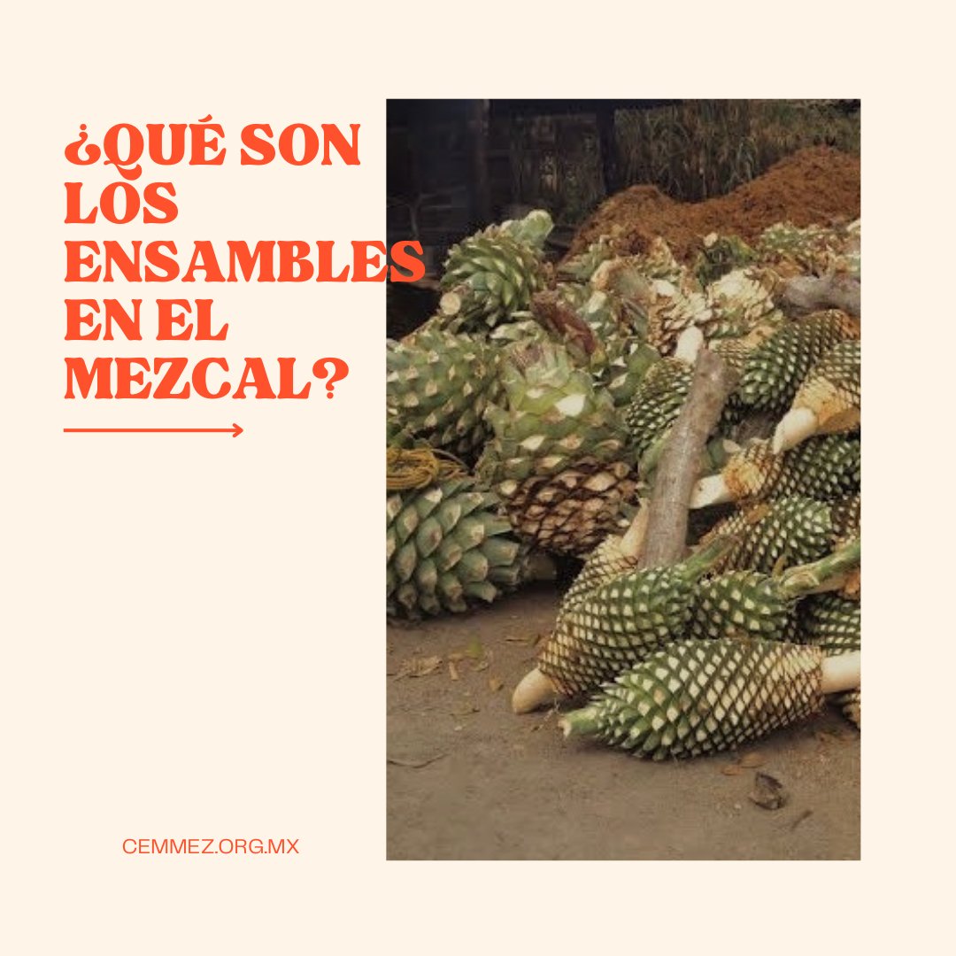 Cemmez_'s tweet photo. ¿Qué son los ensambles en el mezcal?

#mezcal #maguey #agave #culturadelmezcal #destiladosmexicanos #cemmez https://t.co/2T8qBI6vdI