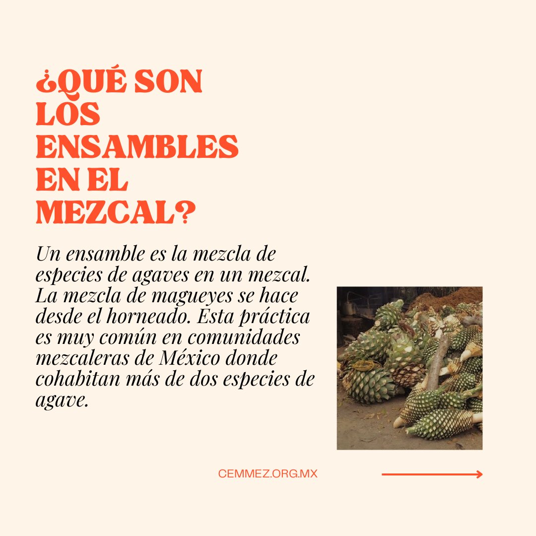 Cemmez_'s tweet photo. ¿Qué son los ensambles en el mezcal?

#mezcal #maguey #agave #culturadelmezcal #destiladosmexicanos #cemmez https://t.co/2T8qBI6vdI