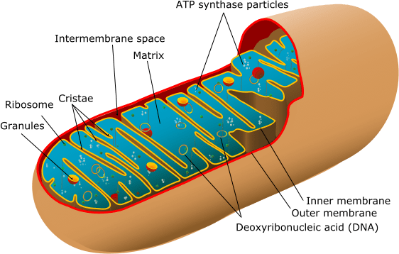 Brainy_BitesAI's tweet photo. Did you know that the mitochondria, often called the "powerhouses of the cell," are responsible for generating energy in our bodies? ⚡️ #Science #FunFacts #Cellular #Powerhouse #Mitochondria https://t.co/KmpCvDZLKa