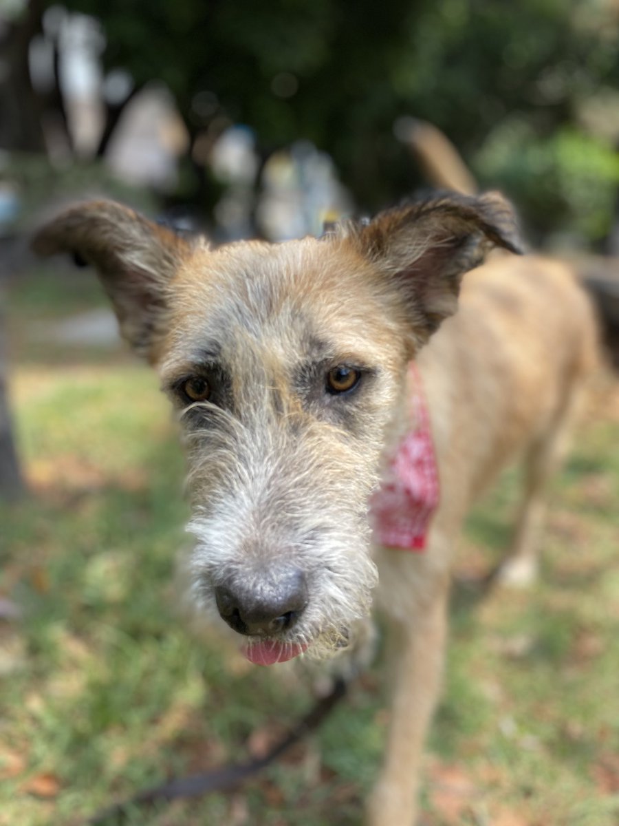 Holaaaa! Soy Sol y vengo a recordarles que sigo en adopción,soy una perrita grande y con mucha energía,ya sé que por eso me va a costar más trabajo encontrar una familia que me elija,pero no pierdo la esperanza ❤️🐶 Muchos besitos para todos 🐶 Estoy en Ciudad de México 🇲🇽