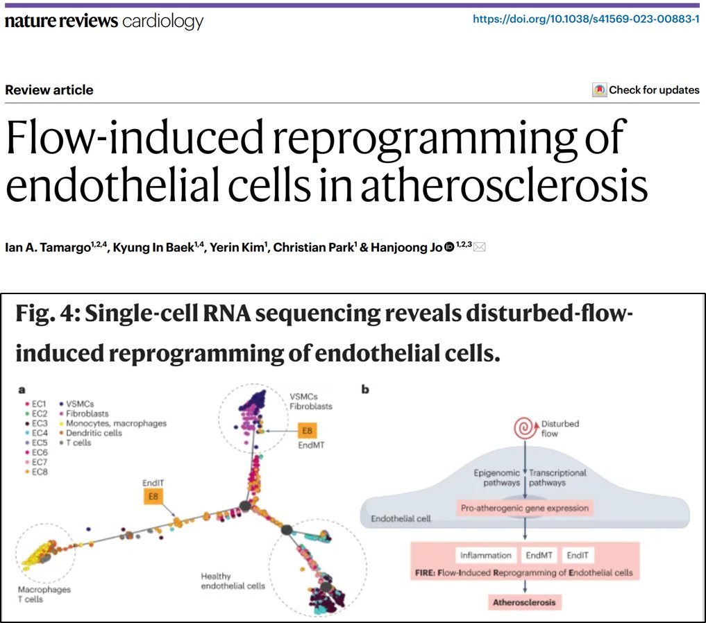 Ian Tamargo, Kyung Baek, Yerin Kim &amp; Christian Park Team in @JoLab publishes @NatureReviewsCardiology paper (rdcu.be/dcSUZ). Here, we discuss the emerging concept of disturbed Flow-Induced Reprogramming of ECs (FIRE), EndMT &amp; Endo-Immune-Transition.