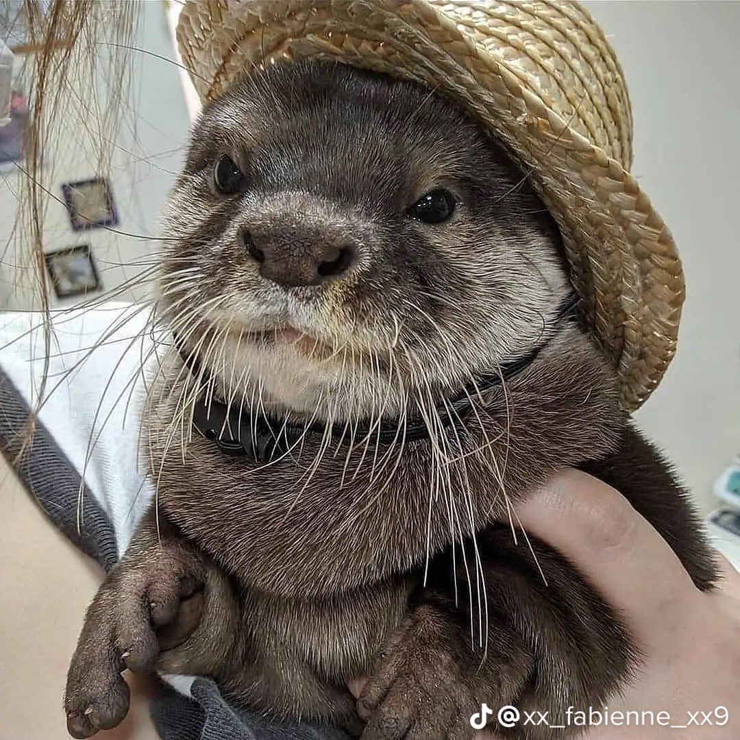 JoshuaCuadra5's tweet photo. @HairyLahey @MrBeast https://t.co/VBvB5cdyBW